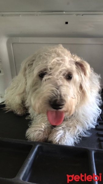 Maltese, Köpek  LEO fotoğrafı
