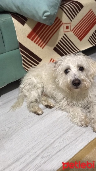 Maltese, Köpek  LEO fotoğrafı