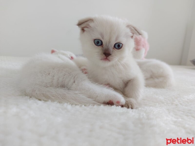 Scottish Fold, Kedi  Scotish ve british kedilerimiz yeni sahiplerini be fotoğrafı