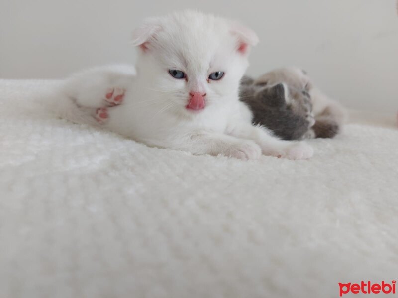 Scottish Fold, Kedi  Scotish ve british kedilerimiz yeni sahiplerini be fotoğrafı