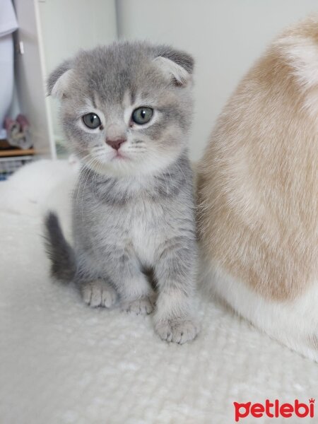 Scottish Fold, Kedi  Scotish ve british kedilerimiz yeni sahiplerini be fotoğrafı