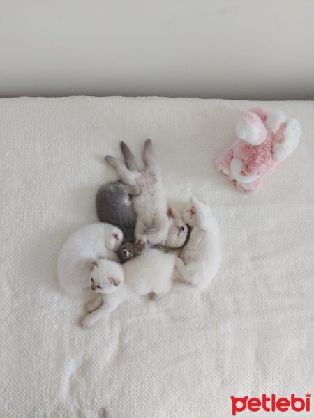 Scottish Fold, Kedi  Scotish ve british kedilerimiz yeni sahiplerini be fotoğrafı