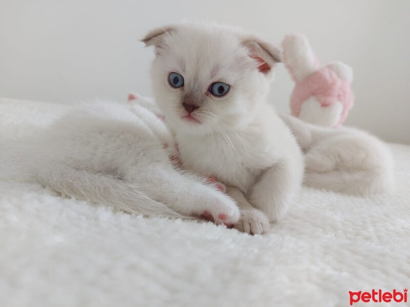 Scottish Fold, Kedi  Scotish ve british kedilerimiz yeni sahiplerini be fotoğrafı