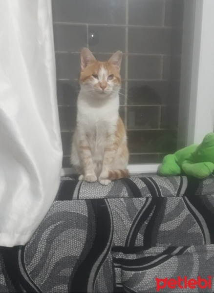 Sarman, Kedi  Mia fotoğrafı