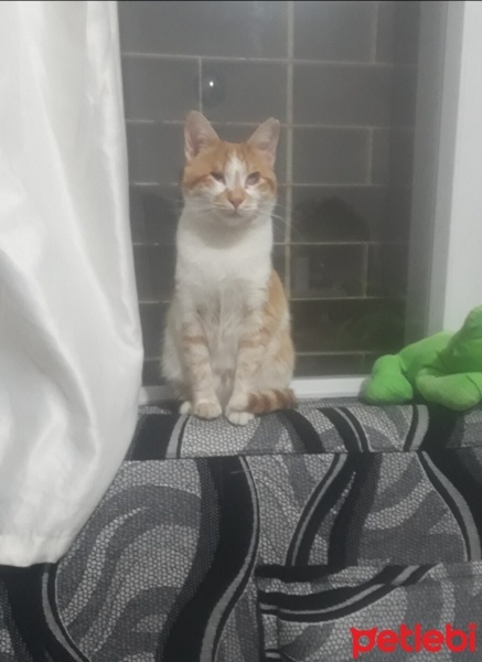 Sarman, Kedi  Mia fotoğrafı