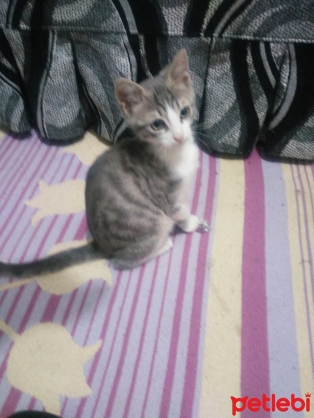 Tekir Kedi, Kedi  Işık fotoğrafı