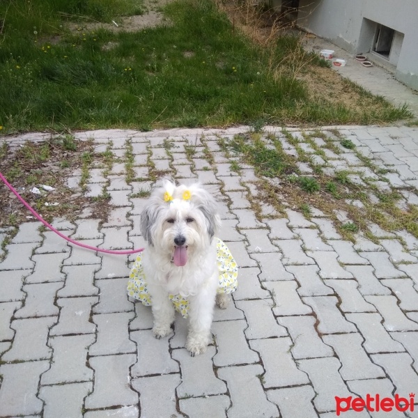 Maltese, Köpek  LADY fotoğrafı