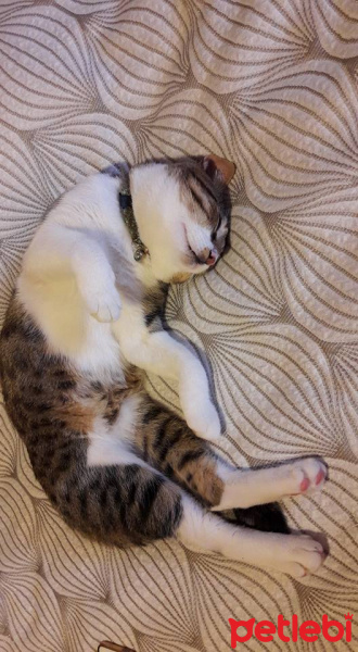 Tekir Kedi, Kedi  Paşa fotoğrafı