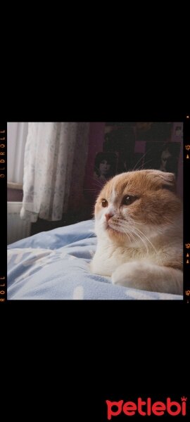 Scottish Fold, Kedi  Yulaf fotoğrafı