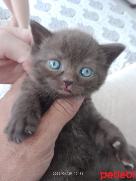 British Shorthair, Kedi  British Shorthair fotoğrafı