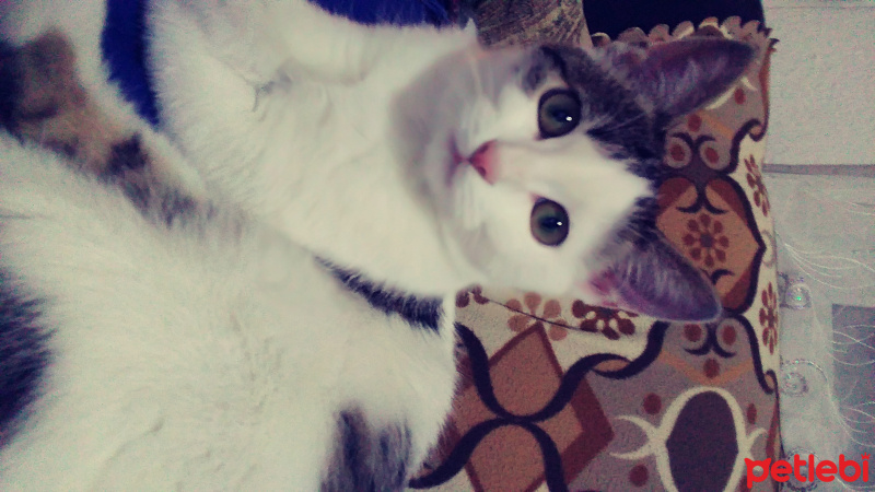 American Wirehair, Kedi  Ofsayt fotoğrafı