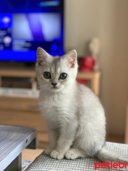 British Shorthair, Kedi  Lila fotoğrafı