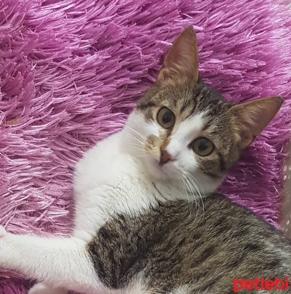 Tekir Kedi, Kedi  Nazlı fotoğrafı