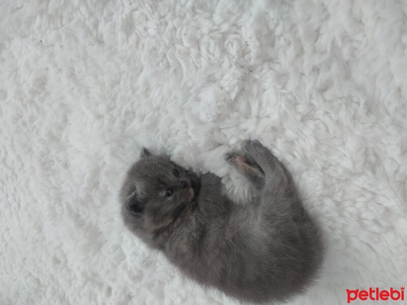 British Longhair, Kedi  Mia fotoğrafı