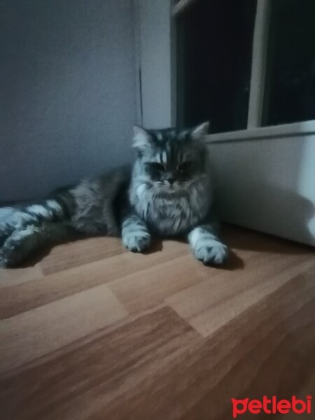 British Longhair, Kedi  Duman fotoğrafı