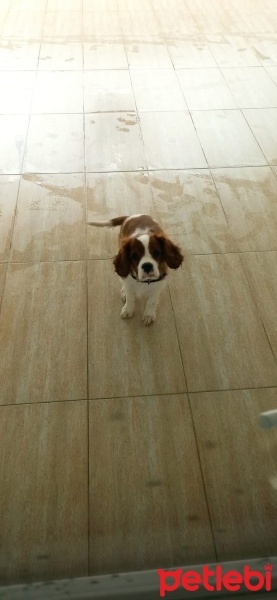 King Charles Spaniel, Köpek  Venüs fotoğrafı
