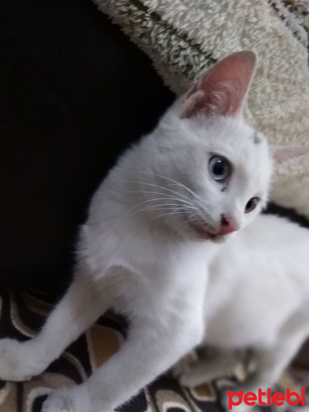 Van Kedisi, Kedi  Pamuk fotoğrafı