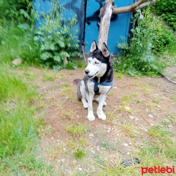 Sibirya Kurdu (Husky), Köpek  Bella fotoğrafı