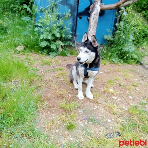 Sibirya Kurdu (Husky), Köpek  Bella fotoğrafı