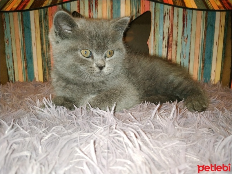 British Shorthair, Kedi  Ponçik fotoğrafı