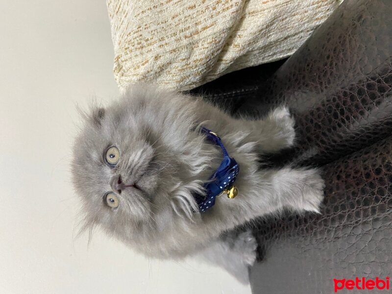 Scottish Fold, Kedi  tusubasa fotoğrafı