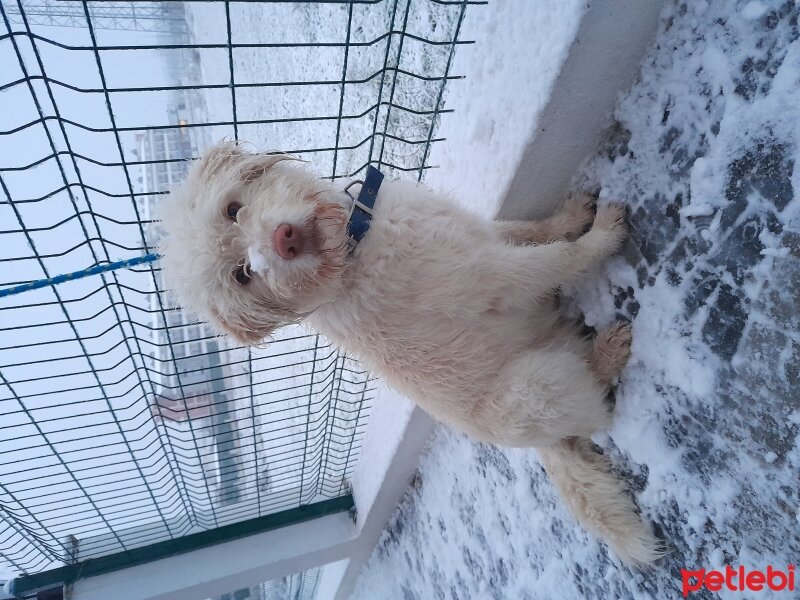 Soft Coated Wheaten Terrier, Köpek  Hera fotoğrafı