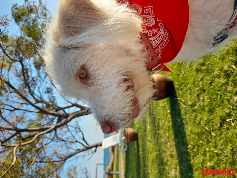 Soft Coated Wheaten Terrier, Köpek  Hera fotoğrafı