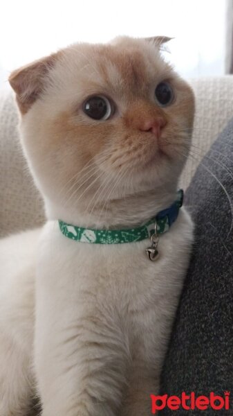 Scottish Fold, Kedi  Alvin fotoğrafı