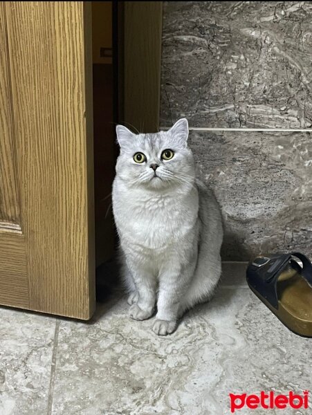 British Shorthair, Kedi  Şans fotoğrafı