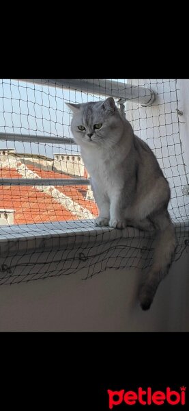 British Shorthair, Kedi  Şans fotoğrafı