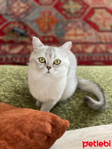 British Shorthair, Kedi  Şans fotoğrafı