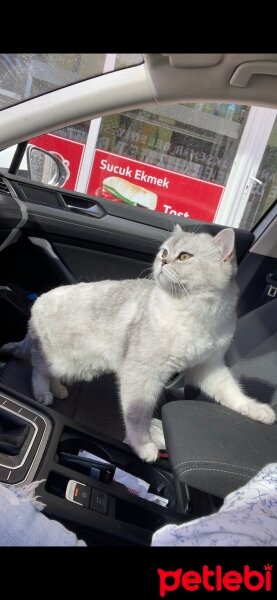 British Shorthair, Kedi  Şans fotoğrafı