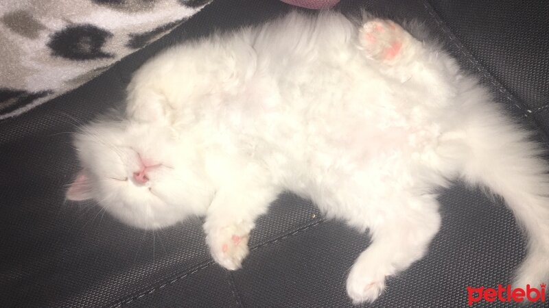 British Longhair, Kedi  Pamuk fotoğrafı