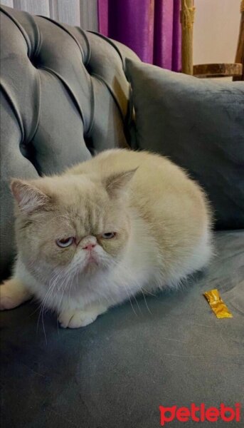 Exotic Shorthair, Kedi  Pablo fotoğrafı