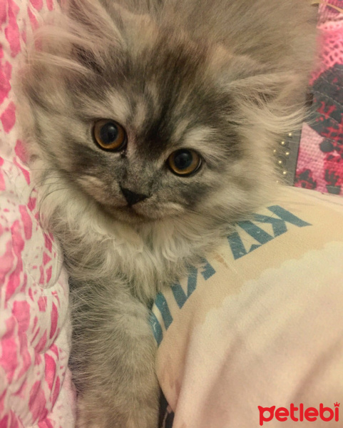 Chinchilla, Kedi  Kamuş fotoğrafı