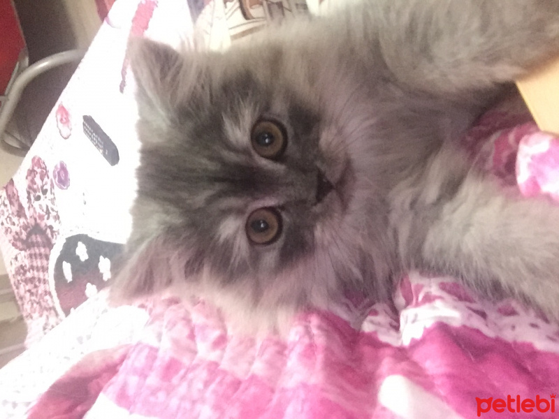 Chinchilla, Kedi  Kamuş fotoğrafı