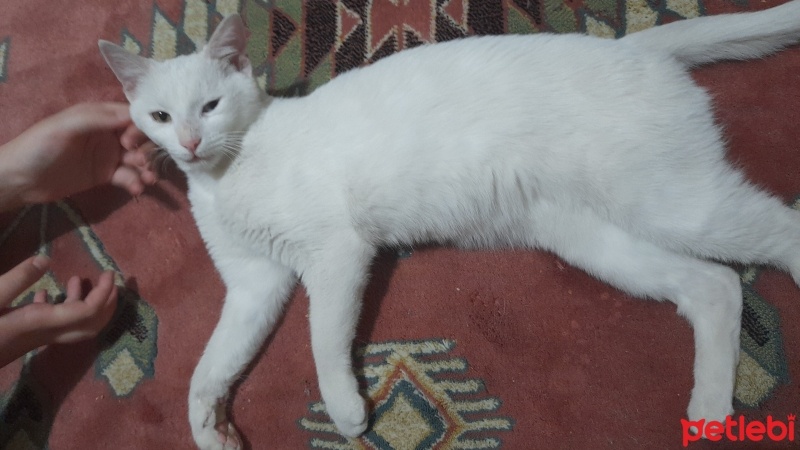 Van Kedisi, Kedi  Pamuk fotoğrafı