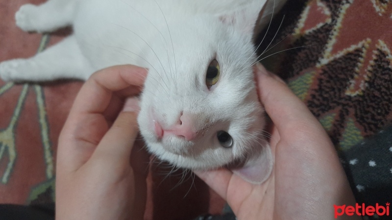 Van Kedisi, Kedi  Pamuk fotoğrafı