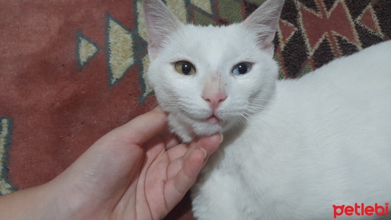 Van Kedisi, Kedi  Pamuk fotoğrafı
