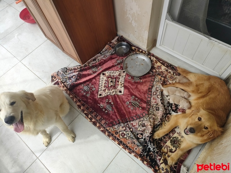 Golden Retriever, Köpek  leo.ile.linda fotoğrafı