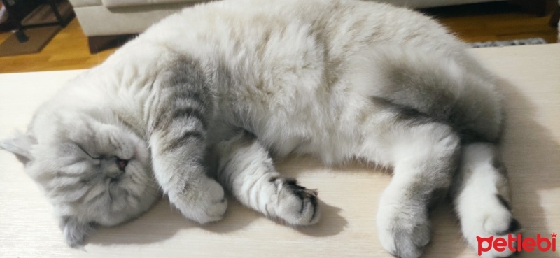 Scottish Fold, Kedi  Pamuk fotoğrafı