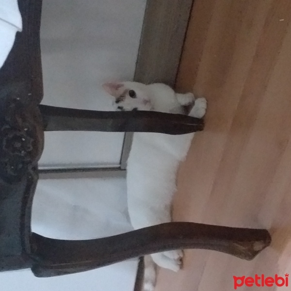 Ankara Kedisi, Kedi  Minnoş fotoğrafı