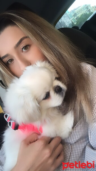 Pekingese, Köpek  Köpük fotoğrafı