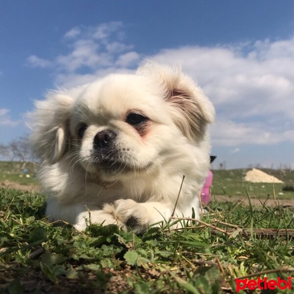 Pekingese, Köpek  Köpük fotoğrafı