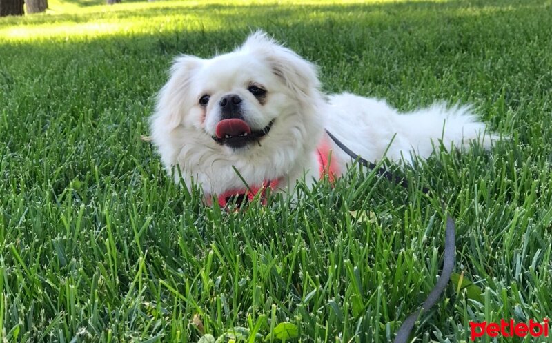 Pekingese, Köpek  Köpük fotoğrafı