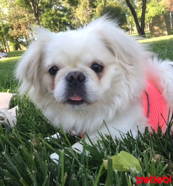 Pekingese, Köpek  Köpük fotoğrafı