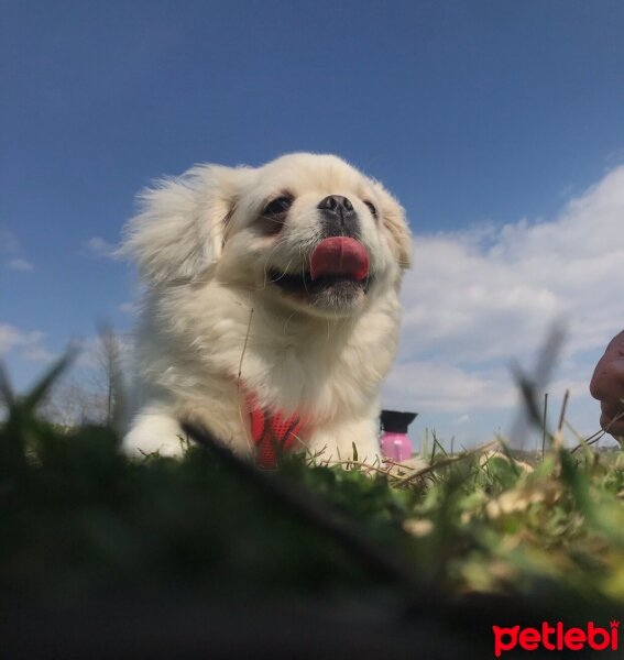 Pekingese, Köpek  Köpük fotoğrafı