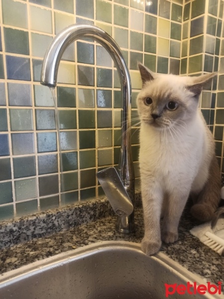 British Shorthair, Kedi  şeker fotoğrafı