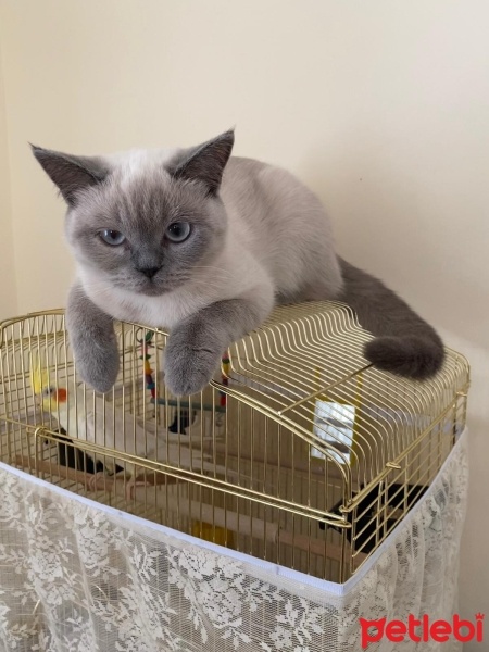 British Shorthair, Kedi  şeker fotoğrafı