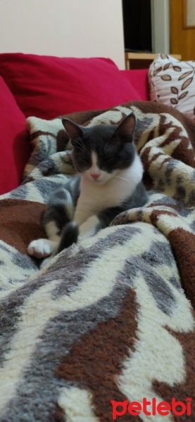 Tekir Kedi, Kedi  Ateş fotoğrafı